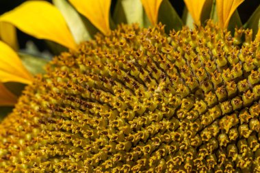 Parlak sarı, turuncu alanda ayçiçeği. Güneşli günde ayçiçeği alanının güzel kırsal manzara. Çiftlik alanı, kırpma için yemeklik yağ olarak yetiştirilen çiçek. Kartı için arka plan olarak. Seçici odak