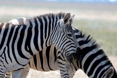 Zebra içinde vivo mera otlatma. Çöl Ulusal biyo Askania Nova, Ukrayna Safari'de. Muhafaza-in hayvan doğa kırmızı kitap