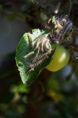 Tırtıllar ağaçta kozalar yaptılar. Tırtıllar ağaçtaki tüm yaprakları yediler ve kozadaki ağ dallarını sardılar. Kelebek tırtılı koza içinde çürüyen ağacın dallarında. Tarım Böcekleri