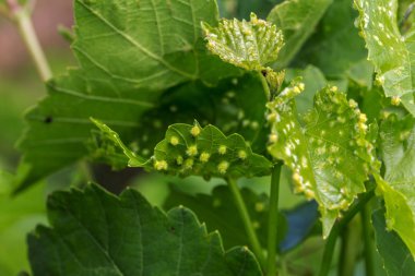 Siğiller üzerinde üzüm gibi yaprak galls bakmak bir parazit veya böcekler, vines içinde yaşayan akarları neden bırakır. Üzümleri etkilemez. Phylloxera (Daktulosphaira vitifoliae) yapraklarda üzüm hastalığı