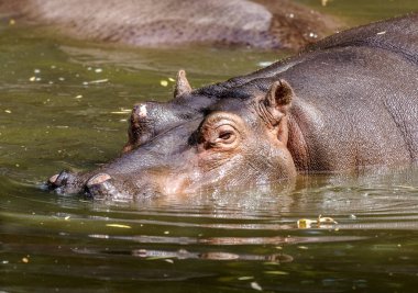 Behemoth tamamen nehir su düzeyinde bir sıcak güneşli yaz gününde boğulmuş. Burun ve gözler Hippo dışarı duckweed nehir yeşil ile kaplı su var. seçici odak.