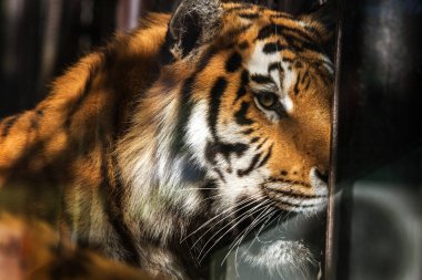 Sibirya Amur kaplanı Hayvanat Bahçesi muhafaza içinde. Tutsak hayvanat bahçesi güzel vahşi hayvanlar. Sumantra, Bengalce (Panthera tigris altaica) Safari Park Gelenzhik, Rusya Federasyonu