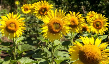 Parlak sarı, turuncu alanda ayçiçeği. Güneşli günde ayçiçeği alanının güzel kırsal manzara. Çiftlik alanı, kırpma için yemeklik yağ olarak yetiştirilen çiçek. Kartı için arka plan olarak. Seçici odak