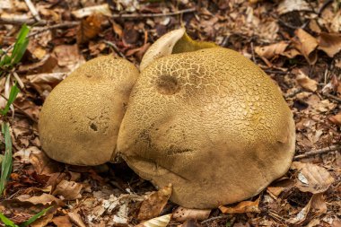 Yenilebilir çörek mantar orman bitki örtüsü sonbahar Paz. Yenilebilir hediyeler yaban hayatı