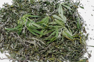 Yeşil bitki kök dallarda marihuana bırakır. Kenevir. Narkotik bitkiler. Bitki büyümesi için yasaktır. Sığ derinlik-in tarla. Seçici odak. Tasarım sosyal reklam için arka plan resmi