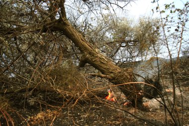 Orman yangını. düşmüş ağaç duman zaman zemin çok üzerinde yanmış vildfire. ateş her şeyi bırakmak tek yanık ağaç ve ashe yok eder. Doğal afet orman yanıyor. Orman yangınları görselleştirme