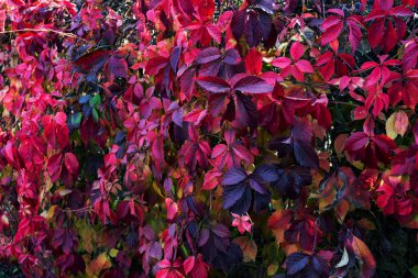 Yabani üzüm kırmızı sonbahar yaprakları çite as. Kırmızı tonlarında sembolik arka plan doldurarak olarak yaprakları güzel sonbahar kökenli. yaprakları sayesinde güneş; Takvim için sonbahar süsleme
