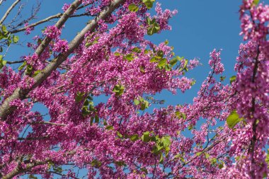 Kiraz çiçekleri. Pembe sakura çiçek mavi gökyüzü