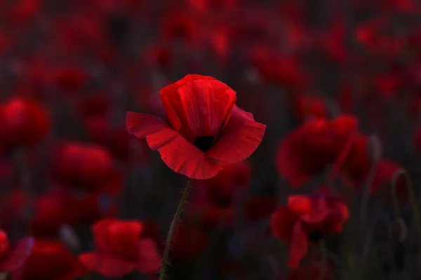 Flowers Red Poppies Blossom Wild Field Beautiful Field Red Poppies — Stock Photo, Image