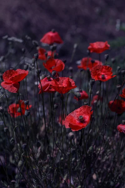 Blüht Roter Mohn Auf Wildem Feld Schöne Rote Feldmohn Mit — Stockfoto