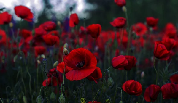 Bloemen Rode Papavers Bloesem Wilde Velden Mooie Veld Rode Papavers — Stockfoto