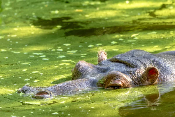 Hippo Complètement Baigné Dans Rivière Niveau Eau Par Une Chaude — Photo