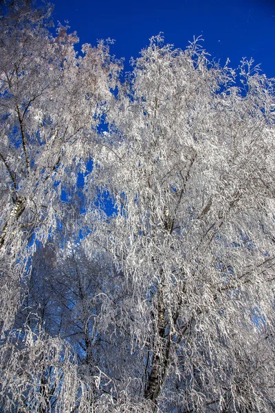 Beautiful Winter Landscape Scene Background Wit Snow Covered Trees Ice — Stock Photo, Image