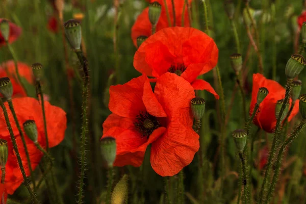 Flowers Red Poppies Blossom Wild Field Beautiful Field Red Poppies — Stock Photo, Image