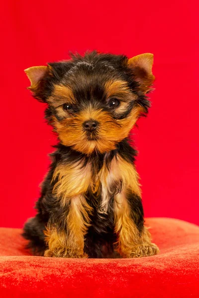 Yorkirsky Terrier Estudio Sobre Fondo Negro Encantador Con Hermoso Pelo —  Fotos de Stock