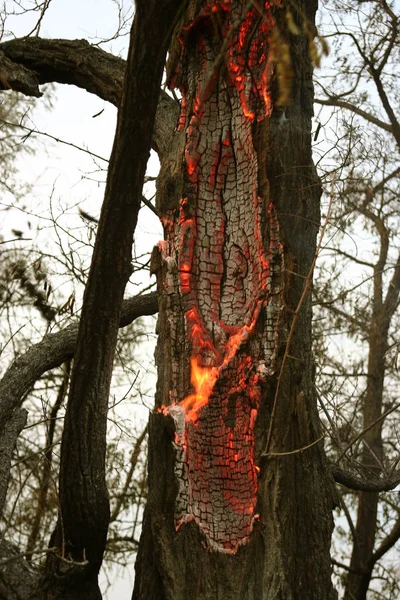 森林火災 倒れた木が焼けて煙時の地面の多くの Vildfire 火災は すべて去ることだけ焦げた木とアッシュを破棄します 森が燃えては自然災害です 森林火災の可視化 — ストック写真