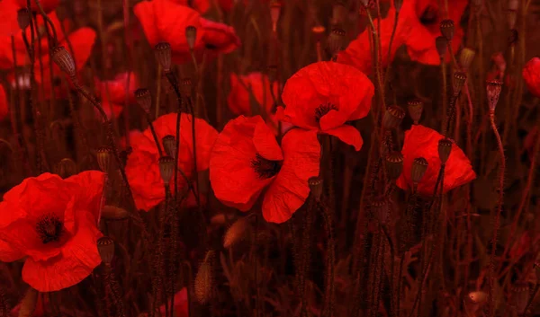 Blommor Röd Vallmo Blommar Vilda Fältet Vackra Fält Röd Vallmo — Stockfoto