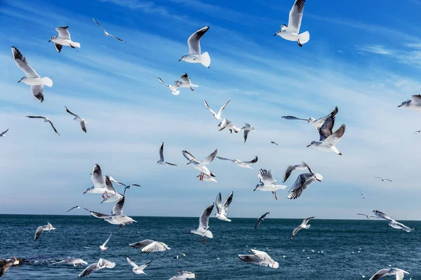 Gaivotas Famintas Circulando Sobre Praia Inverno Busca Comida Fundo Mar — Fotografia de Stock