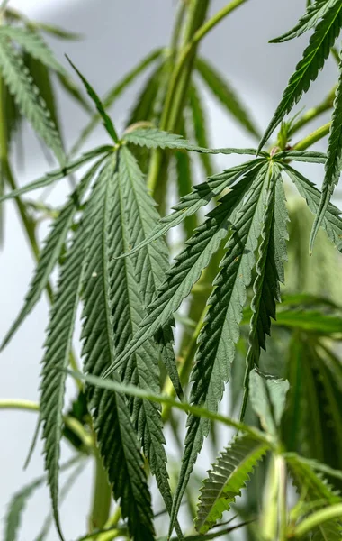 Πράσινα Φύλλα Της Μαριχουάνα Στα Κλαδιά Του Στελέχους Του Φυτού — Φωτογραφία Αρχείου