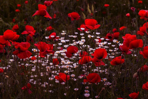 無人の野の花が赤いケシ 選択的なフォーカスを持つ美しいフィールド赤いケシ 柔らかな光で赤いケシの花 赤いケシの空き地 調子を整えます 暗い低いキーで創造的な処理 — ストック写真