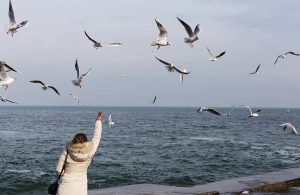 People Feed Flock Seagulls Sea Shore Winter Flock Sea Gulls — Stock Photo, Image