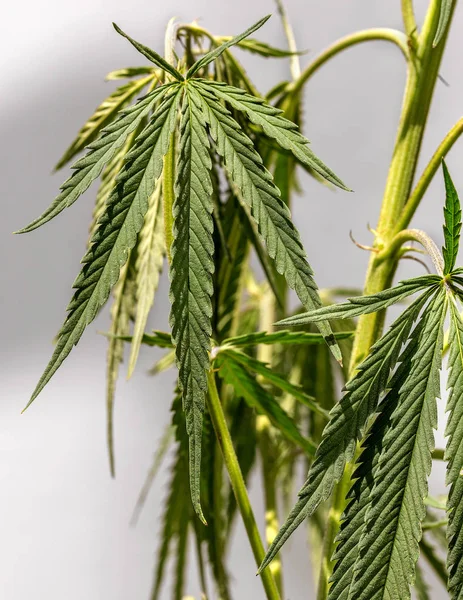 Grüne Blätter Von Marihuana Den Zweigen Des Pflanzenstammes Hanf Betäubungspflanzen — Stockfoto