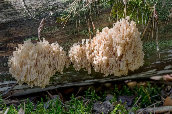 Hermosa Familia Setas Agáricas Volantes Bosque Coníferas Otoño Enfoque Selectivo —  Fotos de Stock