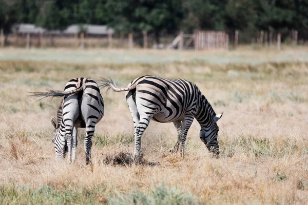 Cebra Pastando Los Pastos Vivo Safari Desierto Nacional Bio Askania — Foto de Stock