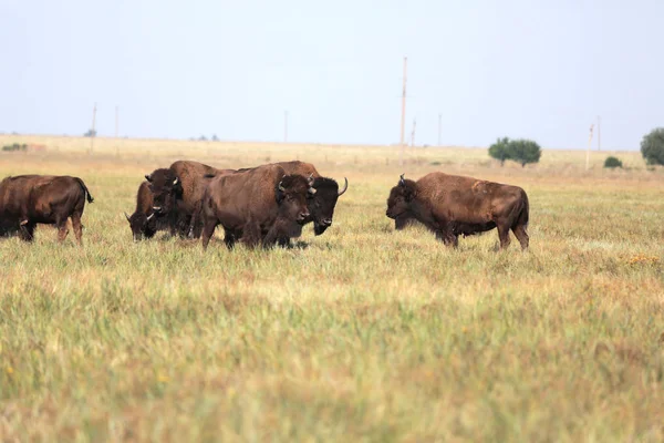 Beautiful Herd Buffaloes Resting High Grass National Safari Park Oskaniya — Stock Photo, Image