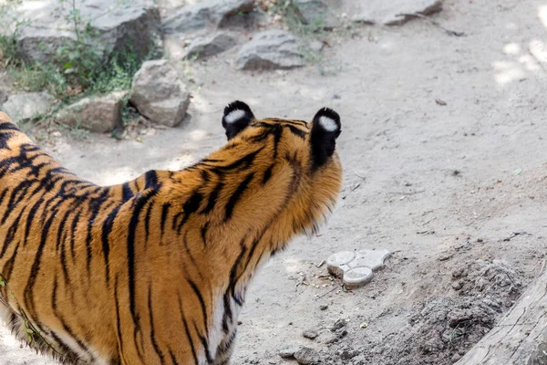 在笼子里动物园里的乌苏里本加利虎创造了自然栖息地 夏季公园里的野生食肉哺乳动物 大型食肉猫 运动模糊 选择性对焦 — 图库照片