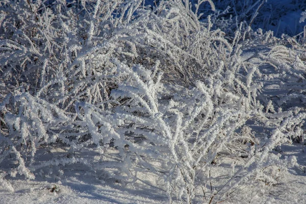 Gyönyörű Téli Táj Jelenet Háttér Wit Hóval Borított Fák Jég — Stock Fotó