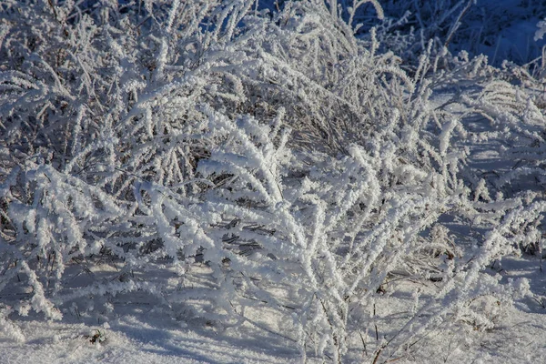 Vackra Vinter Landskap Scen Bakgrund Wit Snötäckta Träd Och Ice — Stockfoto