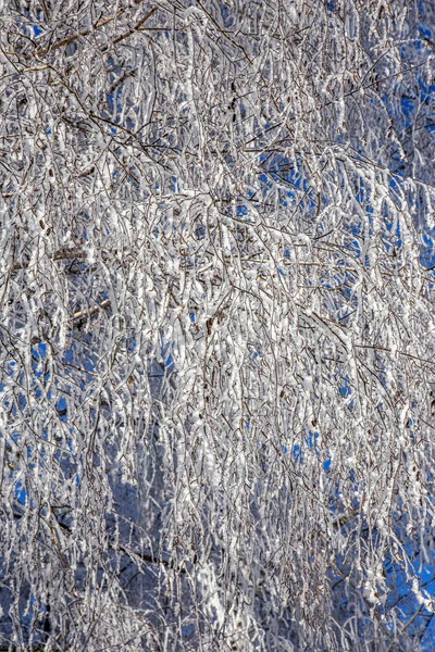 Krásná Zimní Krajina Scénu Pozadí Wit Zasněžené Stromy Ledová Řeka — Stock fotografie
