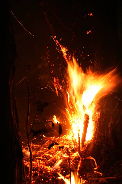 Feu Forêt Arbre Tombé Est Brûlé Sur Sol Beaucoup Fumée — Photo