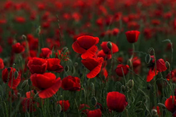 Flowers Red Poppies Blossom Wild Field Beautiful Field Red Poppies — Stock Photo, Image