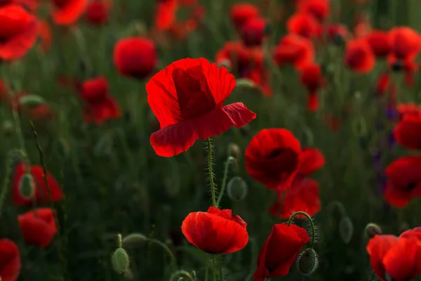 Fiori Papaveri Rossi Fioriscono Sul Campo Selvatico Bellissimi Papaveri Rossi — Foto Stock