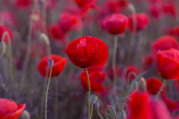 Flowers Red Poppies Blossom Wild Field Beautiful Field Red Poppies — Stock Photo, Image