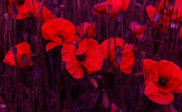 野花红罂粟花盛开在野外 美丽的田野红色罂粟与选择性重点 柔和的光 时尚的创意色调 在暗下键的创造性处理 卡片的花卉背景 — 图库照片