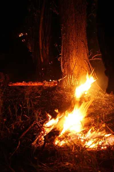 Fogo Florestal Árvore Caída Queimada Chão Lote Fumaça Quando Vildfire — Fotografia de Stock