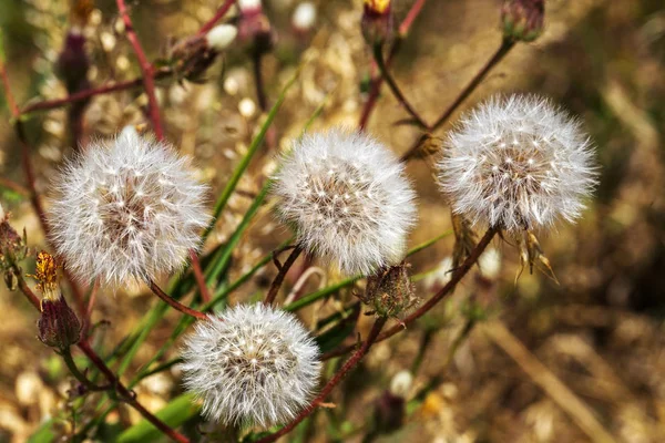 Dandelion seeds in the sunlight. The head of a mature dandelion with flying seeds and a view inside a dandelion on a natural background close-up. The wind blows off the mature volatile seeds