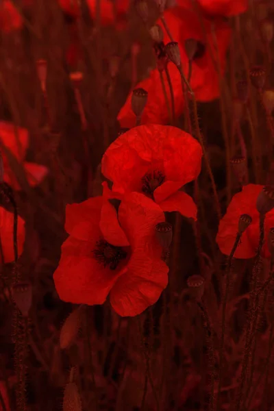 花红色罂粟开花在野外 美丽的田野红罂粟有选择性的焦点 柔和的光线 深色低键的创意处理 — 图库照片