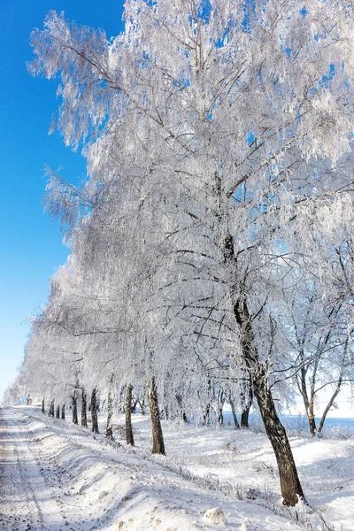 Strada Invernale Innevata Alberi Gelo Neve Sul Ciglio Della Strada — Foto Stock