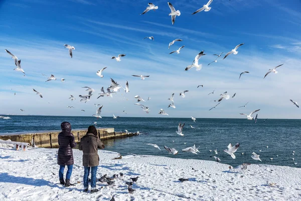 Odessa Ukraine January 2016 Young Girl Feeds Hungry Seagulls Beach — Stock Photo, Image