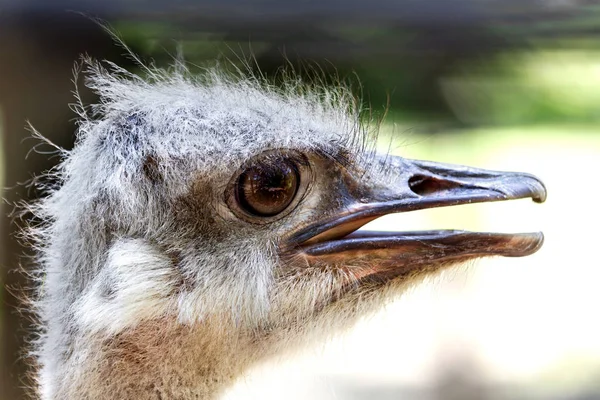 Ostrich Head Close Ostrich Ostrich Type One Two Species Large — Stock Photo, Image