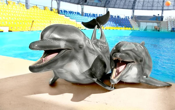 Delfín Hermoso Alegre Sonríe Espera Comida Pescado Borde Piscina Día —  Fotos de Stock