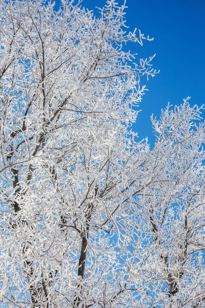 Schöne Winterlandschaft Szene Hintergrund Mit Schneebedeckten Bäumen Und Eis Fluss — Stockfoto