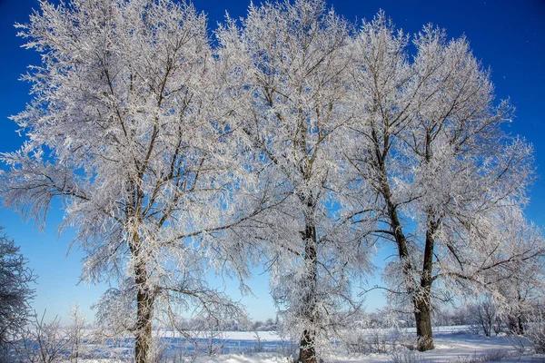 Hermoso Paisaje Invierno Escena Fondo Ingenio Árboles Cubiertos Nieve Río — Foto de Stock