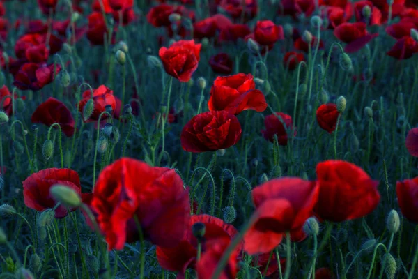 Fiori Papaveri Rossi Fioriscono Sul Campo Selvatico Bellissimi Papaveri Rossi — Foto Stock