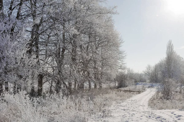 Winter Sneeuw Bedekte Weg Bomen Vorst Sneeuw Aan Kant Van — Stockfoto