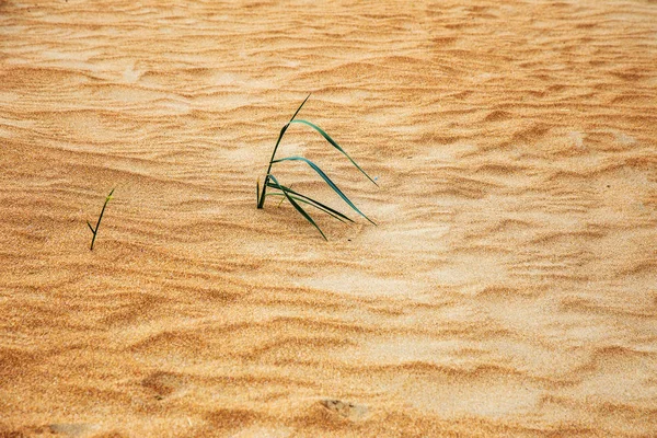 Beautiful Large Yellow Desert Sand Beach Sand Dunes Deserted Desert — Stock Photo, Image